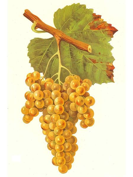 File:Petit Manseng.jpg