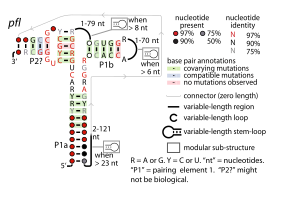 File:Pfl-RNA.svg