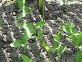 Pinellia ternata leaves