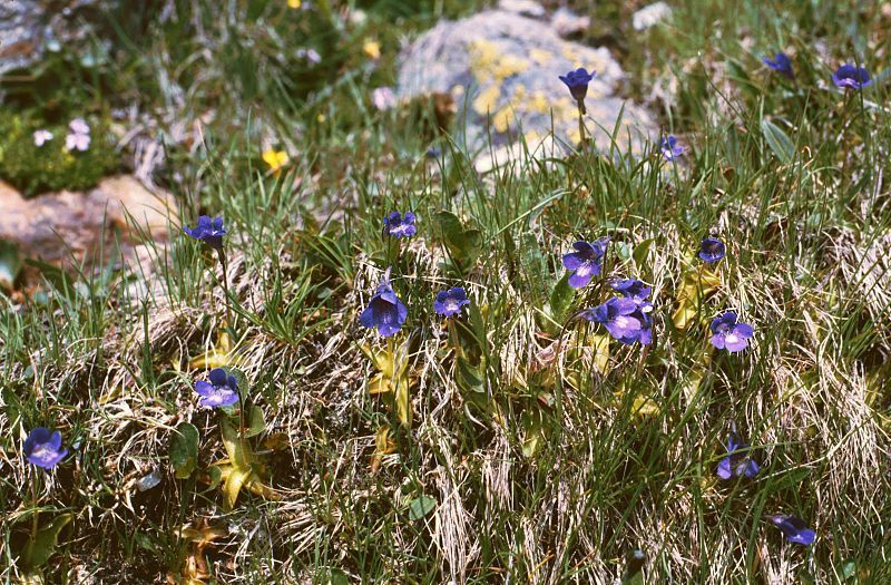 File:Pinguicula leptoceras.jpg