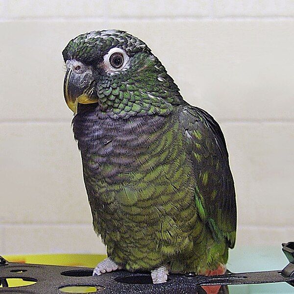 File:Pionus maximiliani -pet-8a.JPG