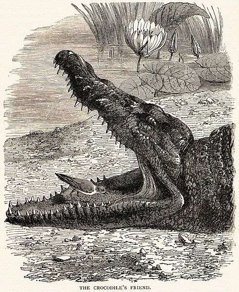 File:PloverCrocodileSymbiosis.jpg