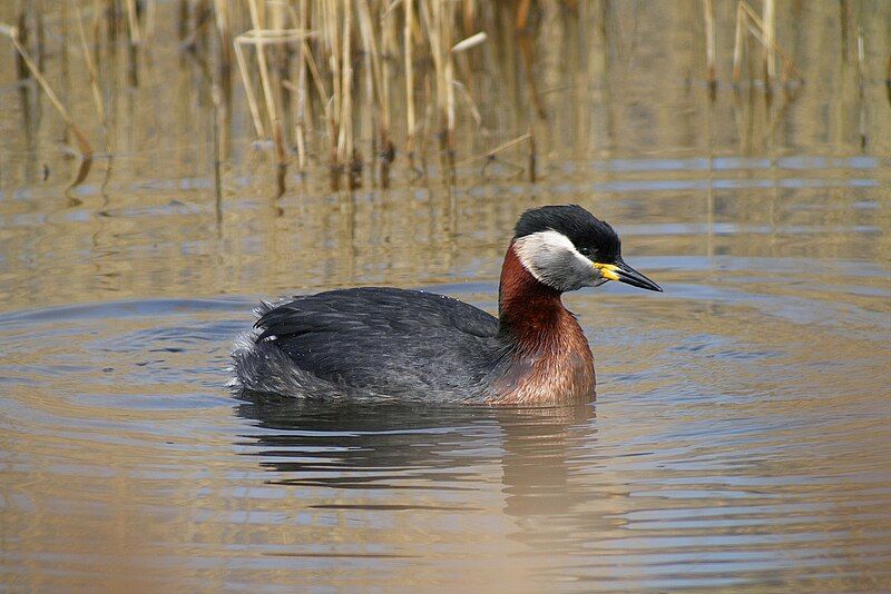 File:Podiceps grisegena (33281726850).jpg