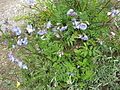 Polemonium reptans