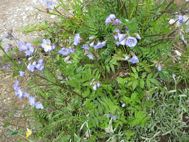 File:Polemonium reptans 001.JPG