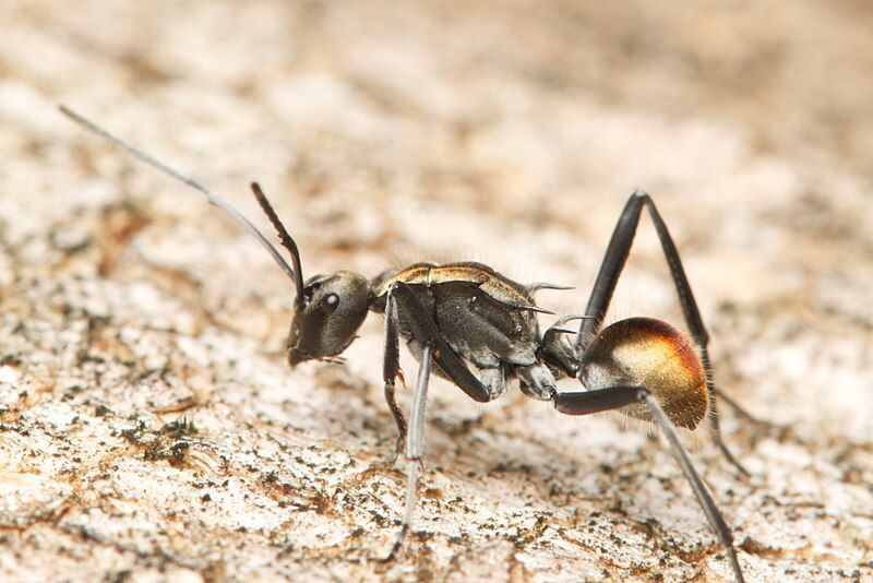 File:Polyrhachis brisbanensis.jpg