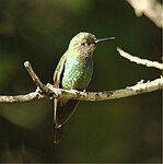 female / Utuana Reserve - Ecuador