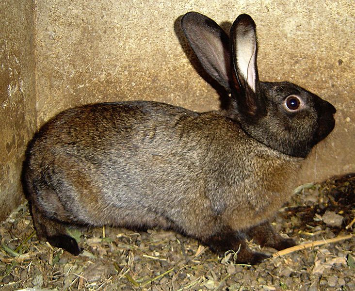 File:Rabbit DSC00382.JPG