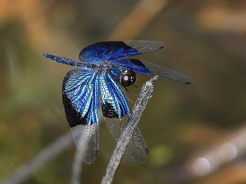 File:Rhyothemis resplendens 4219-350.jpg