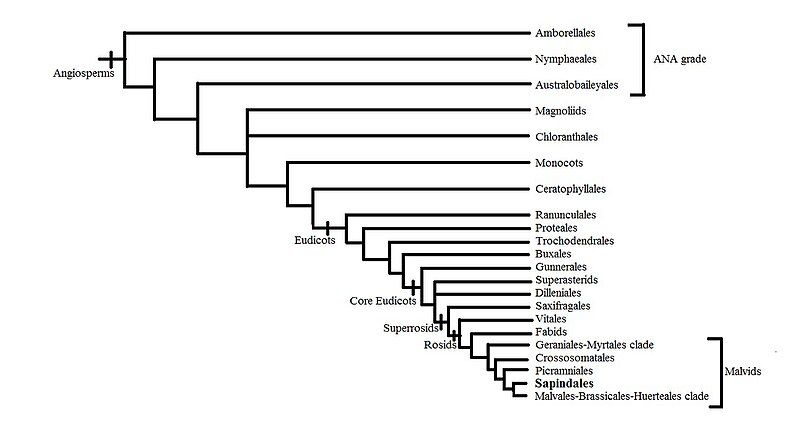 File:Sapindales phylogeny.jpg