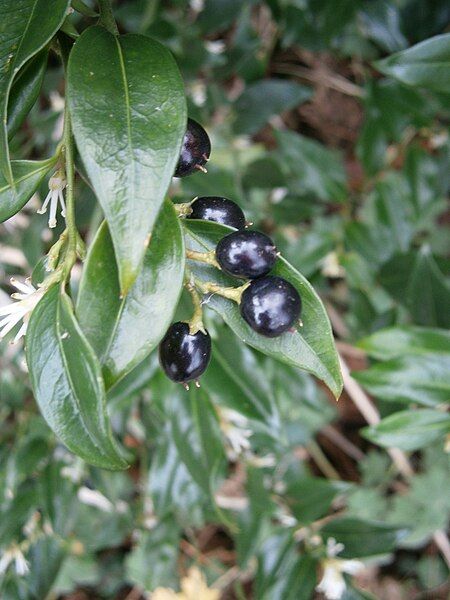 File:Sarcococca confusa fruits1.jpg