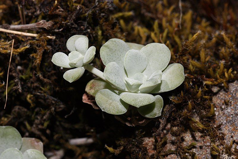 File:Sedum spathulifolium 4916.JPG