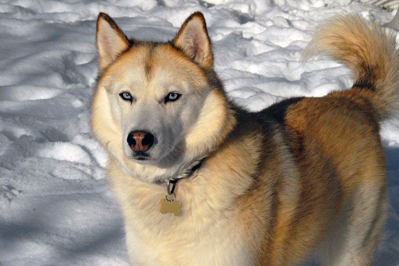 File:Siberian Husky sable.jpg