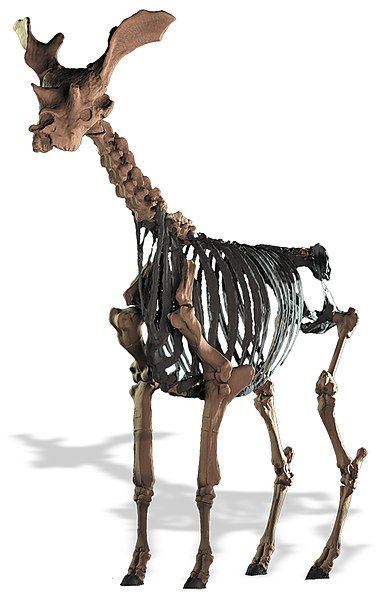 File:Sivatherium giganteum skeleton.jpg