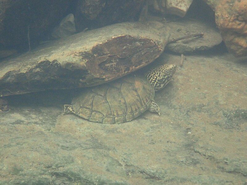 File:Sternotherus peltifer 147752712.jpg