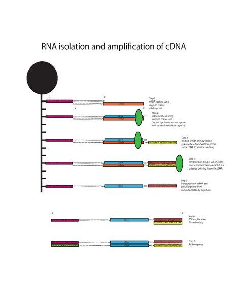 File:Strand-seq MY.pdf