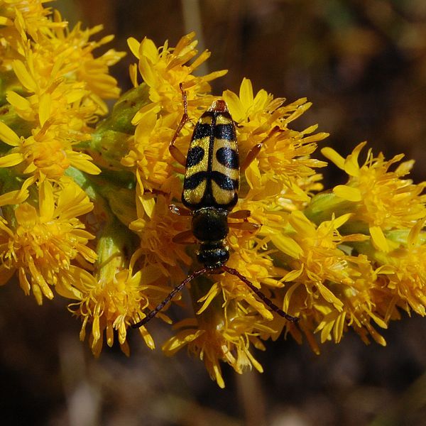 File:Strophiona tigrina-1.jpg