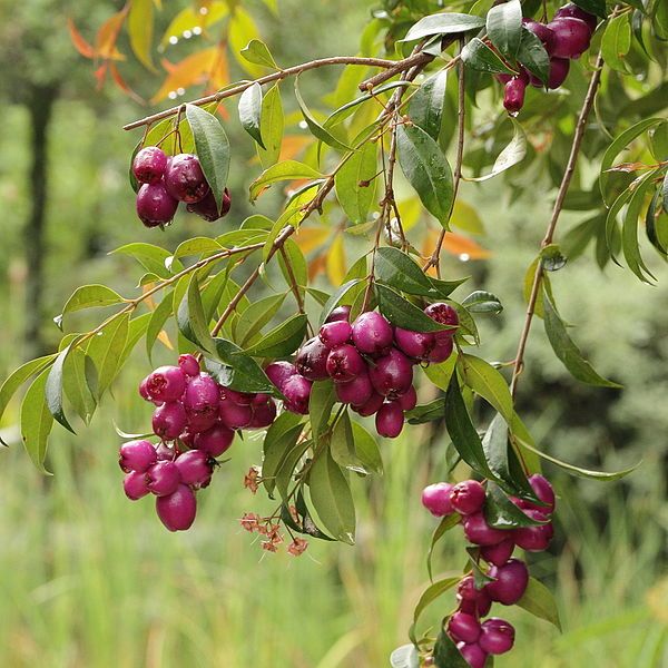 File:Syzygium jambos-IMG 8747.JPG