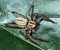 Female T. severa on a leaf in Okinawa, Japan