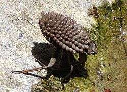 A male Abedus indentatus belostomatid bug carries eggs on its back.