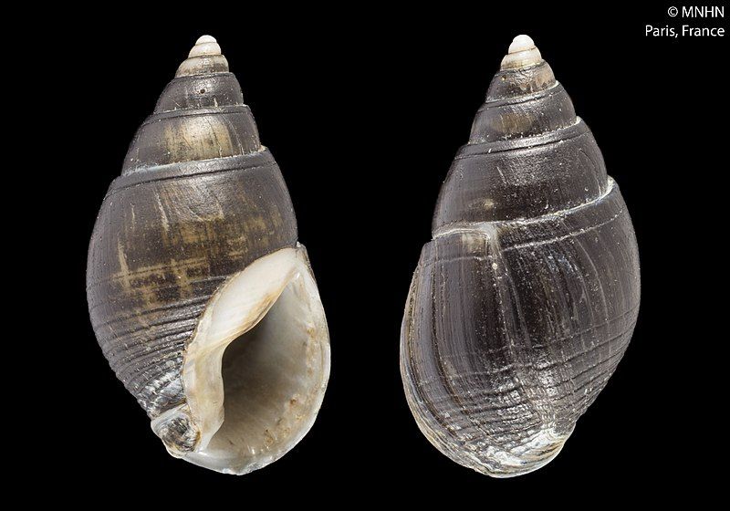 File:Tritia ovoidea (MNHN-IM-2000-6705).jpeg