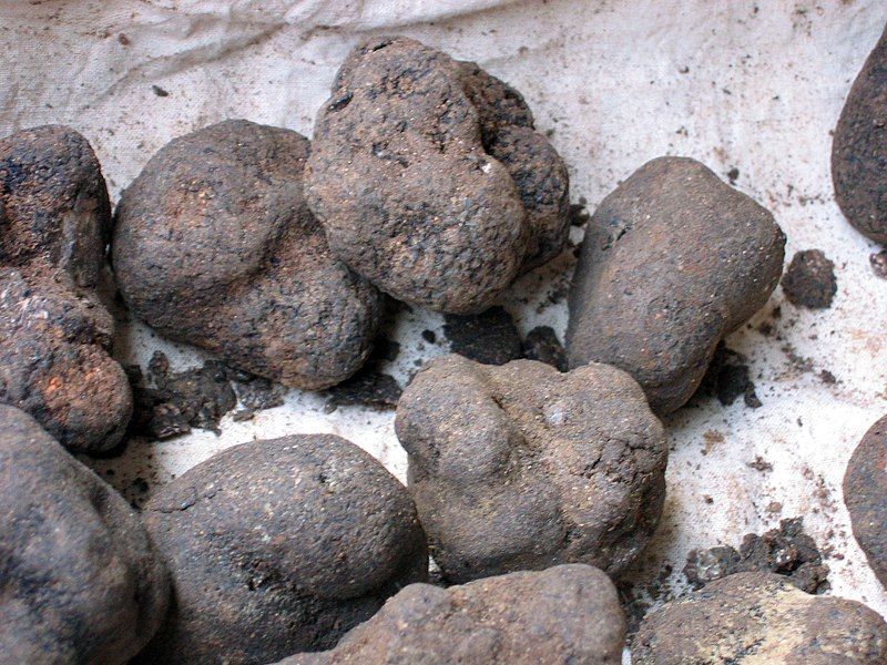 File:Truffle 4.jpg