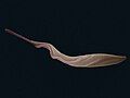 Trypanosoma brucei (Euglenozoa: Kinetoplastida)