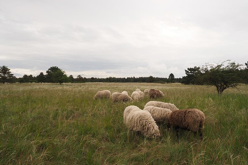 File:WeikendorferHeide.jpg