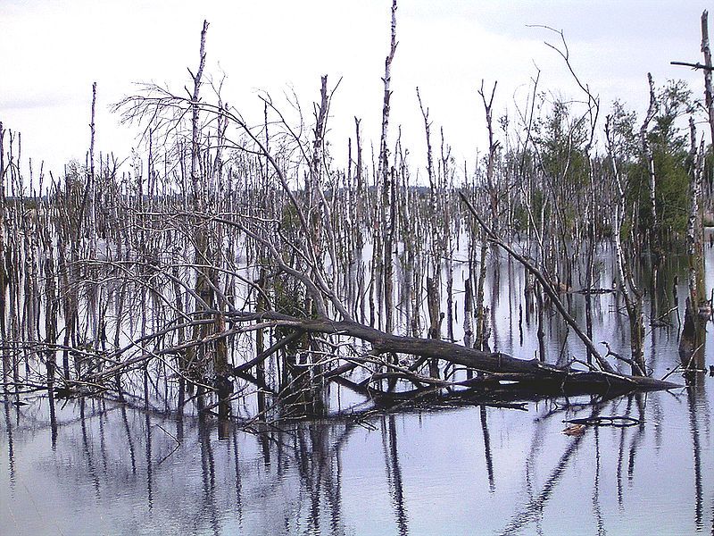 File:Wiedervernässung Hochmoor1.jpg