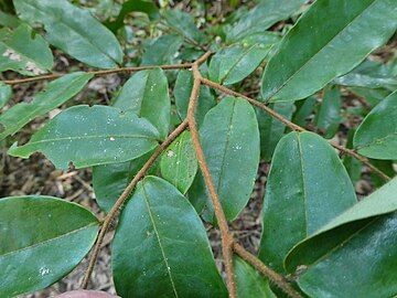 Foliage