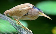 A beige heron with yellow legs and bill stands hunched on a wire mesh above water, its neck folded tightly to its body and hidden among feathers.