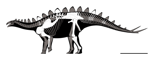 File:Yingshanosaurus Skeletal.svg