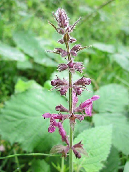 File:20130703Stachys sylvatica1.jpg