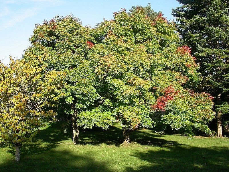 File:Acer triflorum.jpg