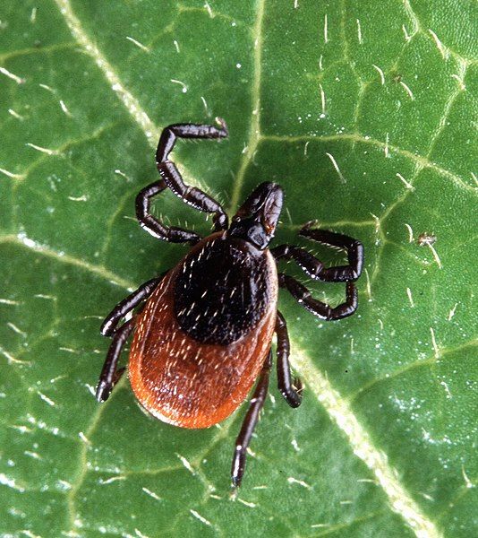 File:Adult deer tick.jpg