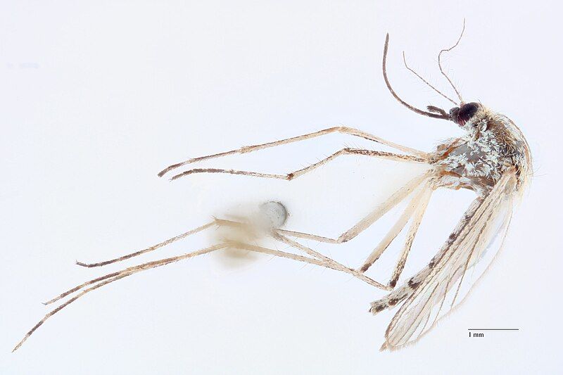 File:Aedes melanimon specimen.jpg