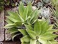 Agave attenuata