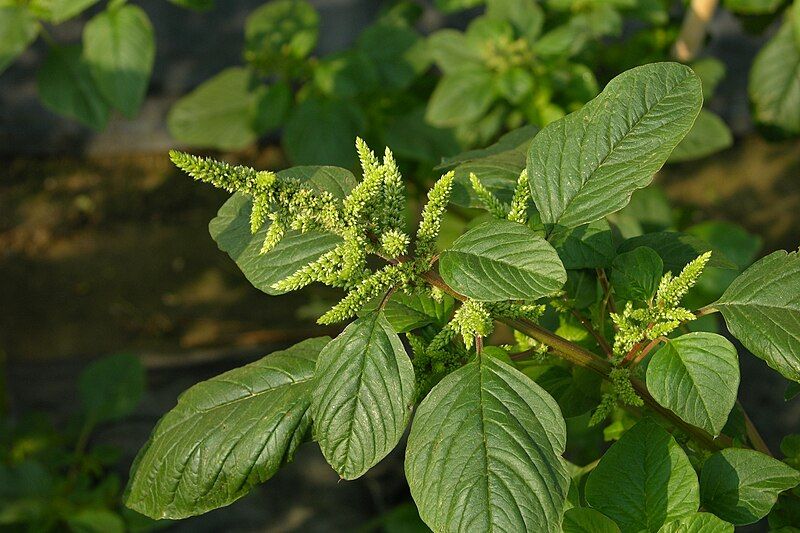 File:Amaranthus Spp.jpg