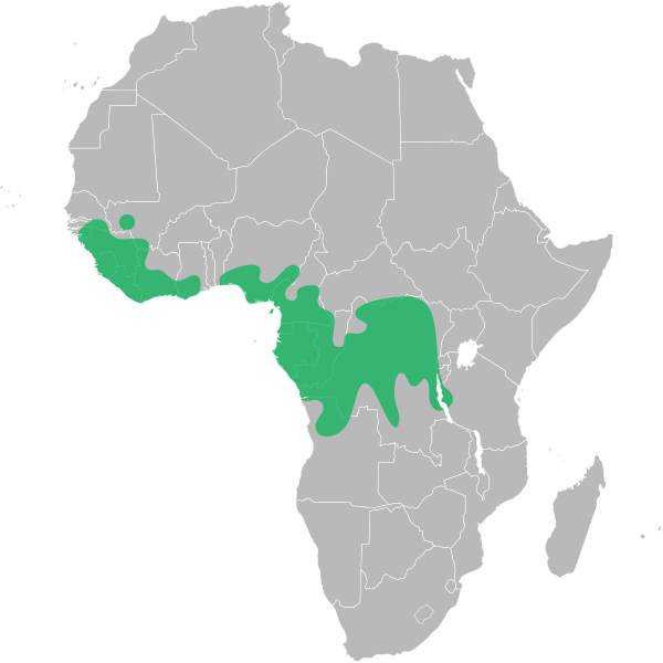 File:Anthonotha distribution.svg