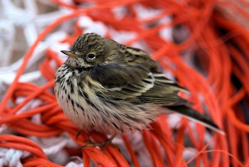 File:Anthus pratensis.jpg