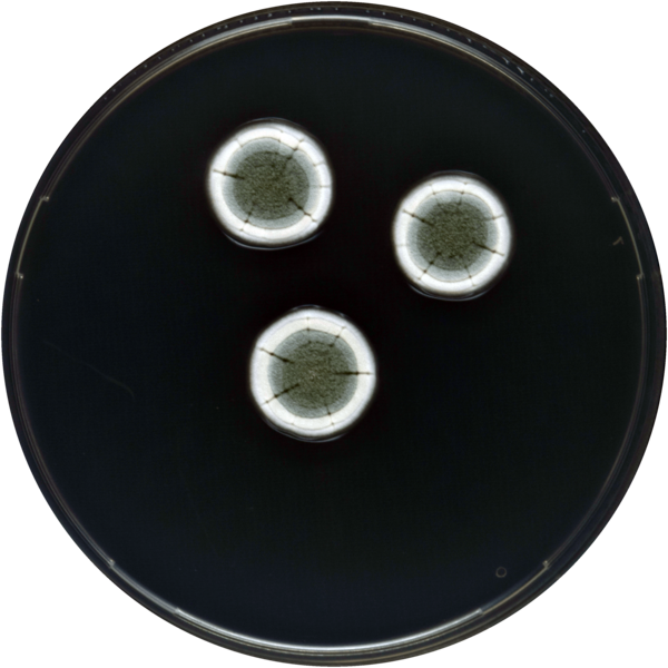 File:Aspergillus venenatus cya.png