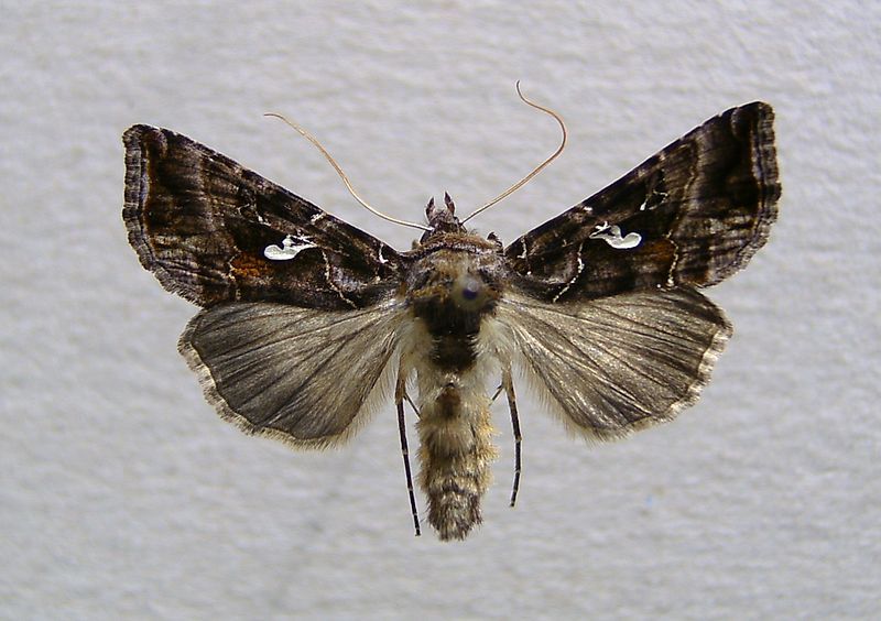 File:Autographa mandarina 1.jpg