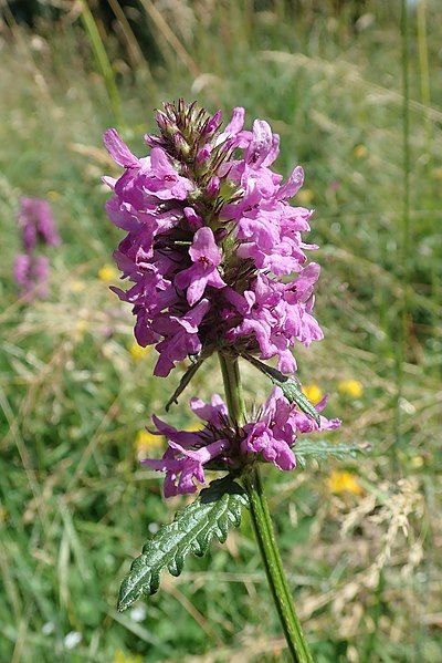 File:Bétoine officinale.jpg