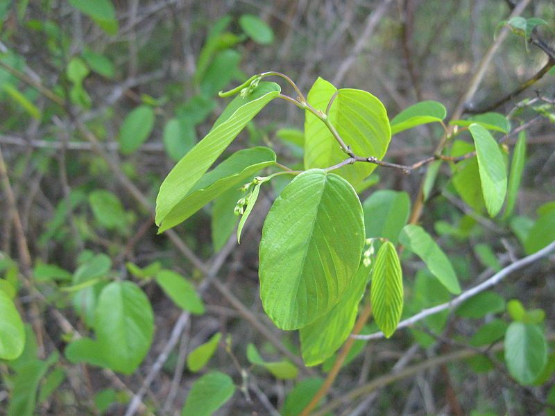 File:Berchemia scandens photo.jpg