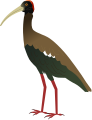 Black Ibis