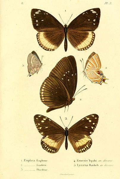 File:Boisduval1833FaunEntMadagascarLepidPlate3.jpg