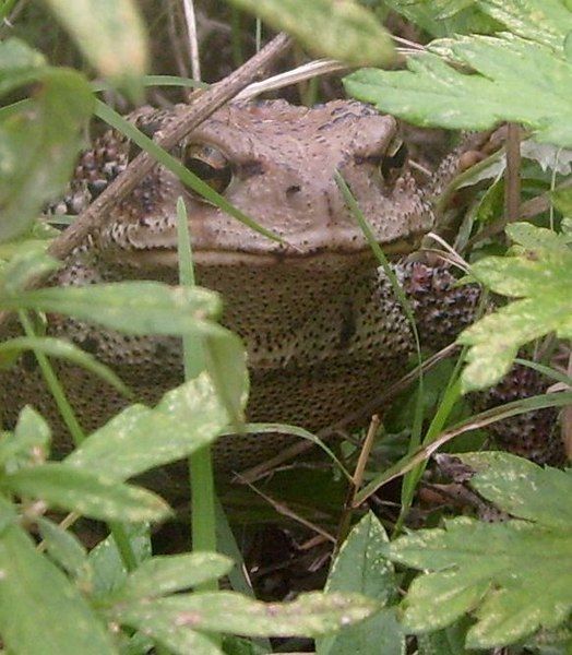 File:Bufo gargarizans frontal.jpg