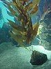 Giant kelp, Macrocystis pyrifera