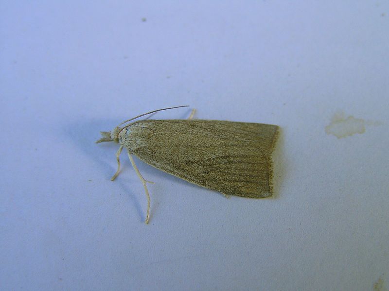 File:Calamotropha paludella FvL.jpg