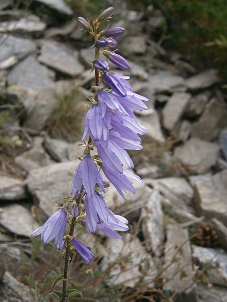 File:Campanula bononiensis 002.JPG